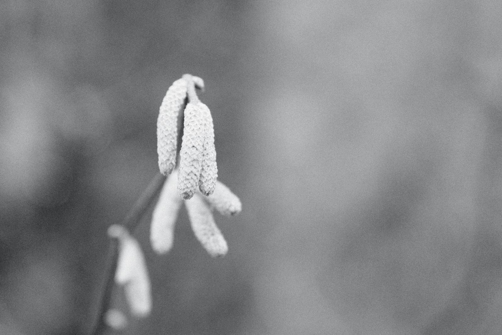 Agfa APX 400 film recipe sample photo