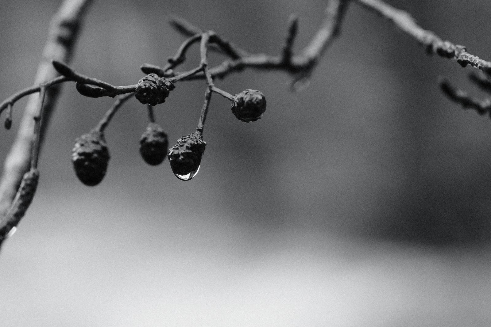 Agfa APX 400 film recipe sample photo