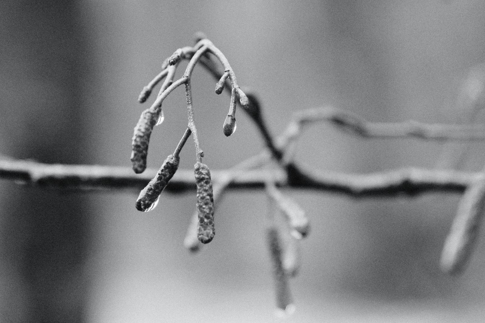 Agfa APX 400 film recipe sample photo
