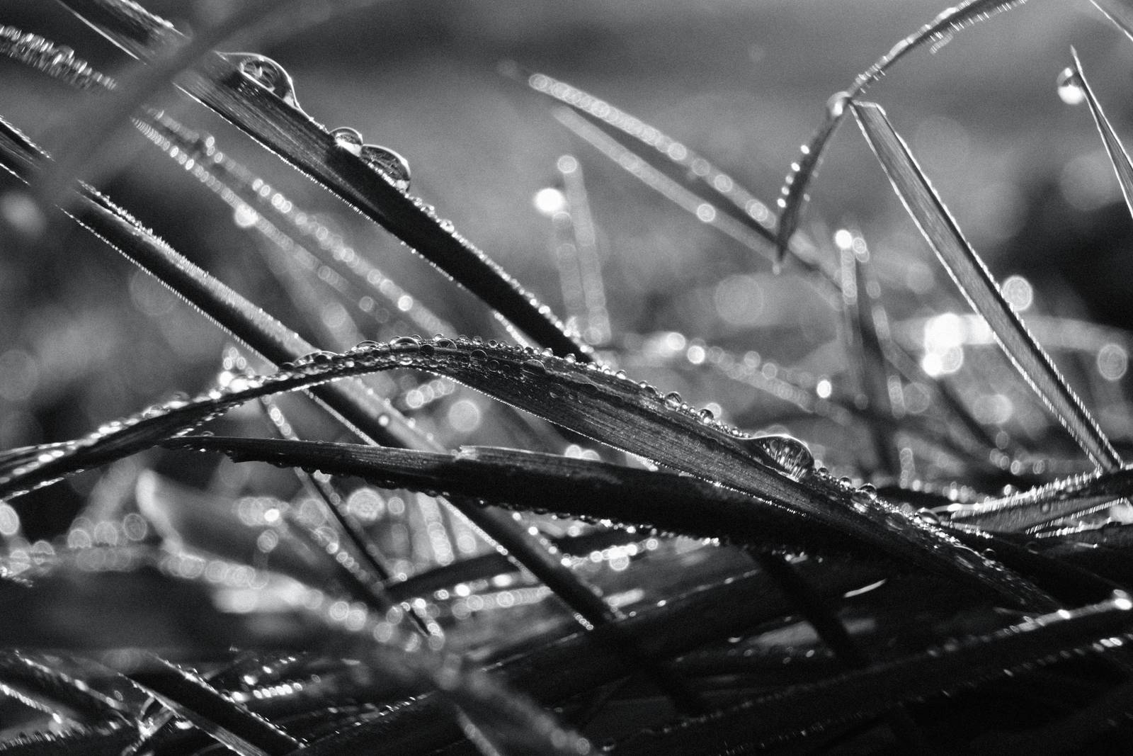 Agfa APX 400 film recipe sample photo