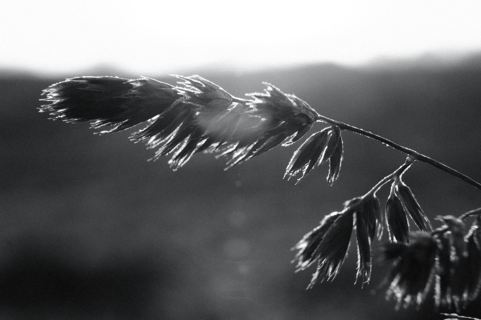 Agfa APX 400 film recipe sample photo