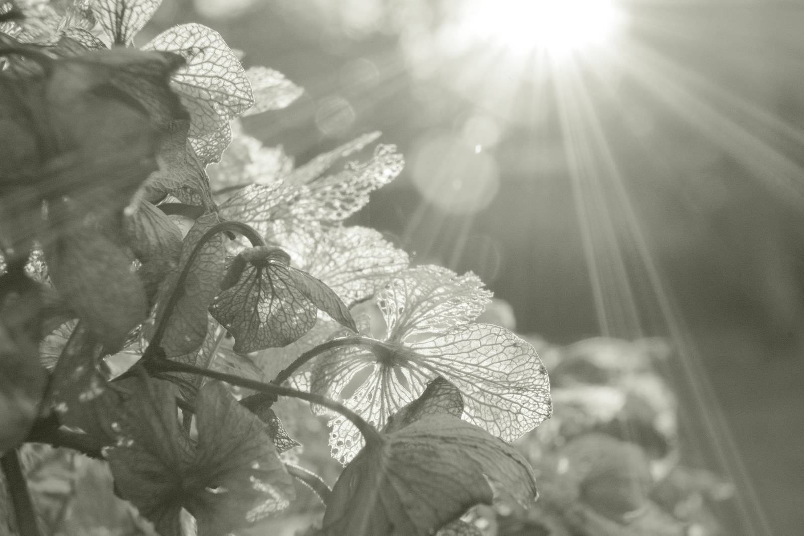 Liminal Mono film recipe sample photo