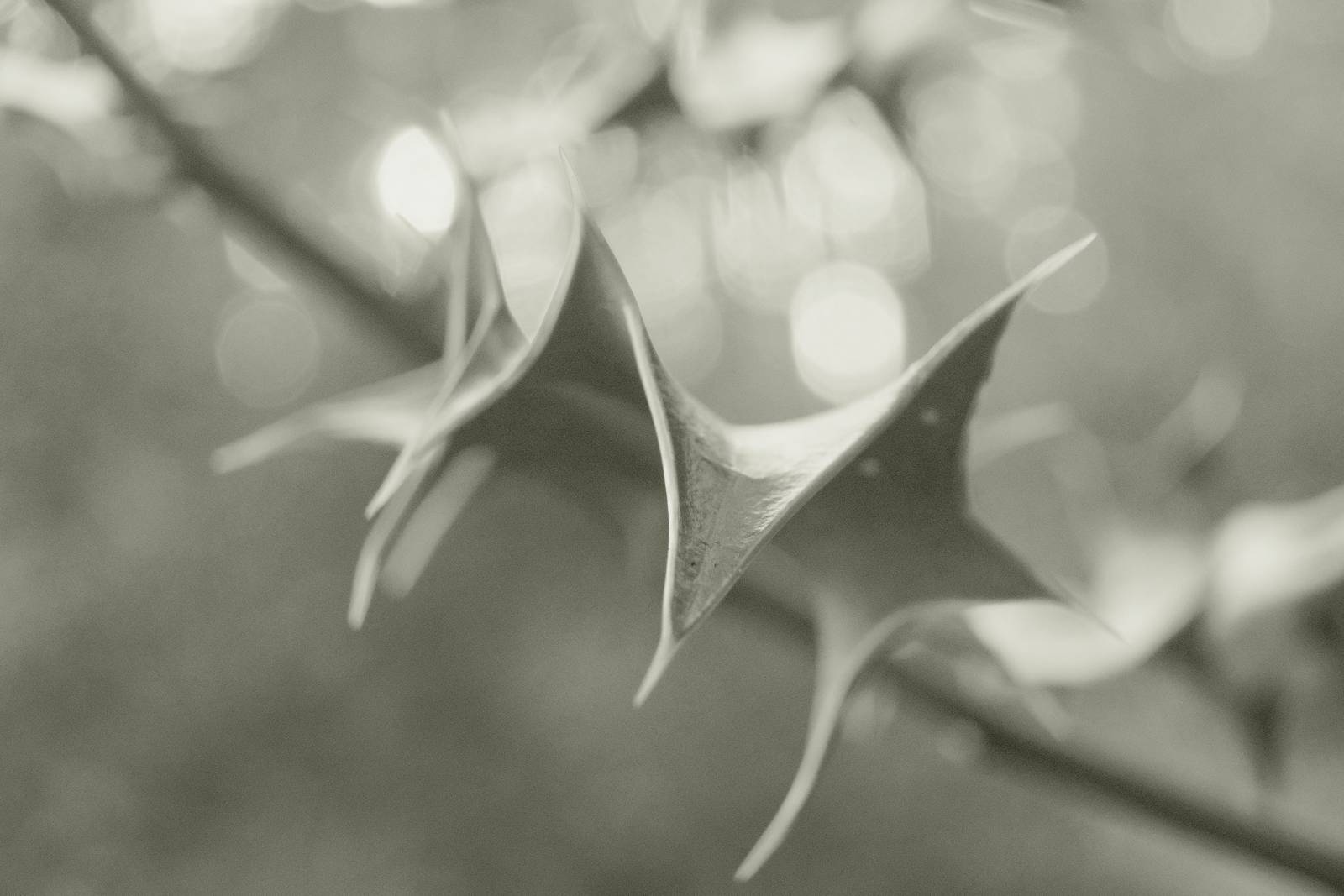 Liminal Mono film recipe sample photo