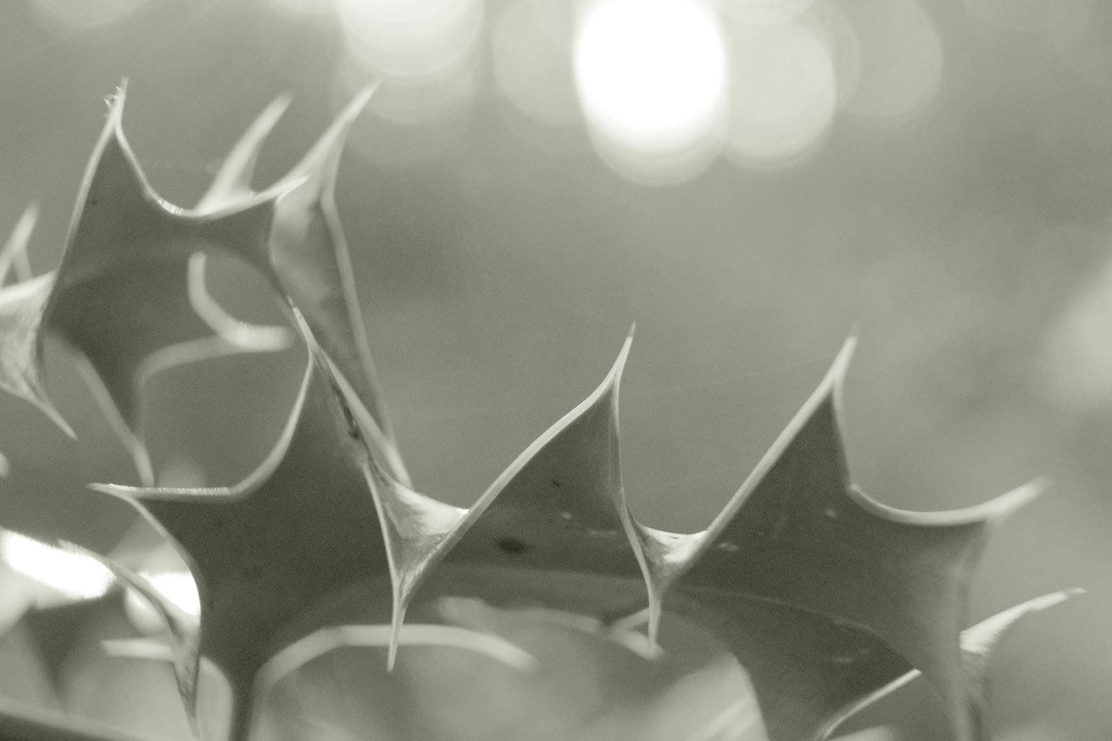 Liminal Mono film recipe sample photo