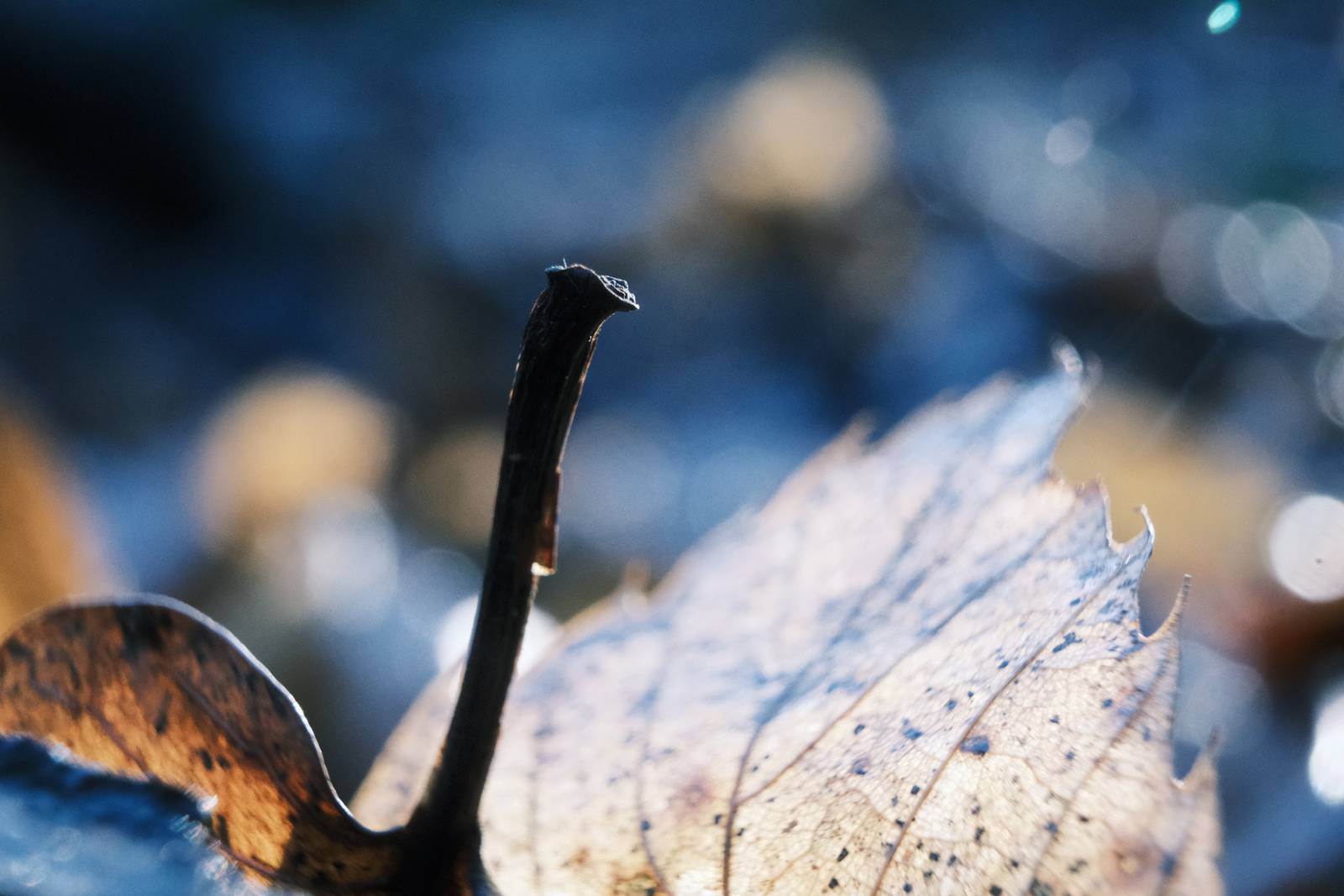 Blue Monday film recipe sample photo