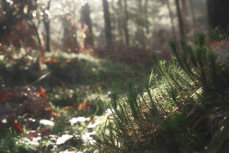 Collodion Color, Early Film Process – Film Recipes for Fujifilm Cameras