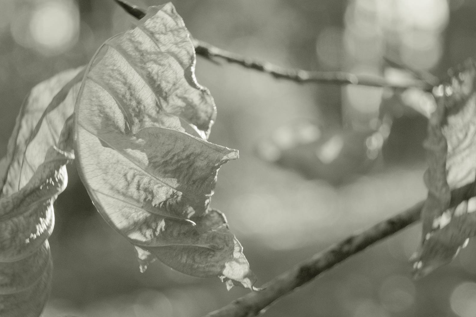 Liminal Mono film recipe sample photo