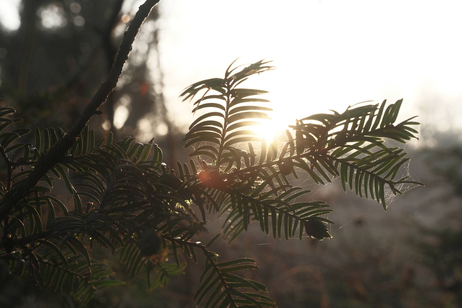 Collodion Color, Early Film Process – Film Recipes for Fujifilm Cameras