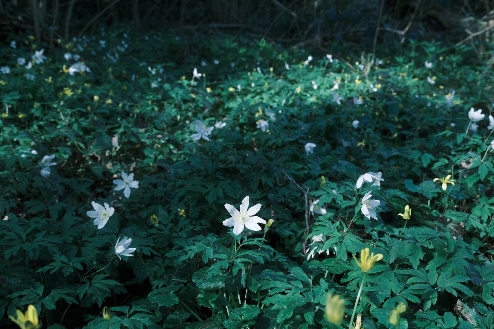 Blue Monday film recipe sample photo
