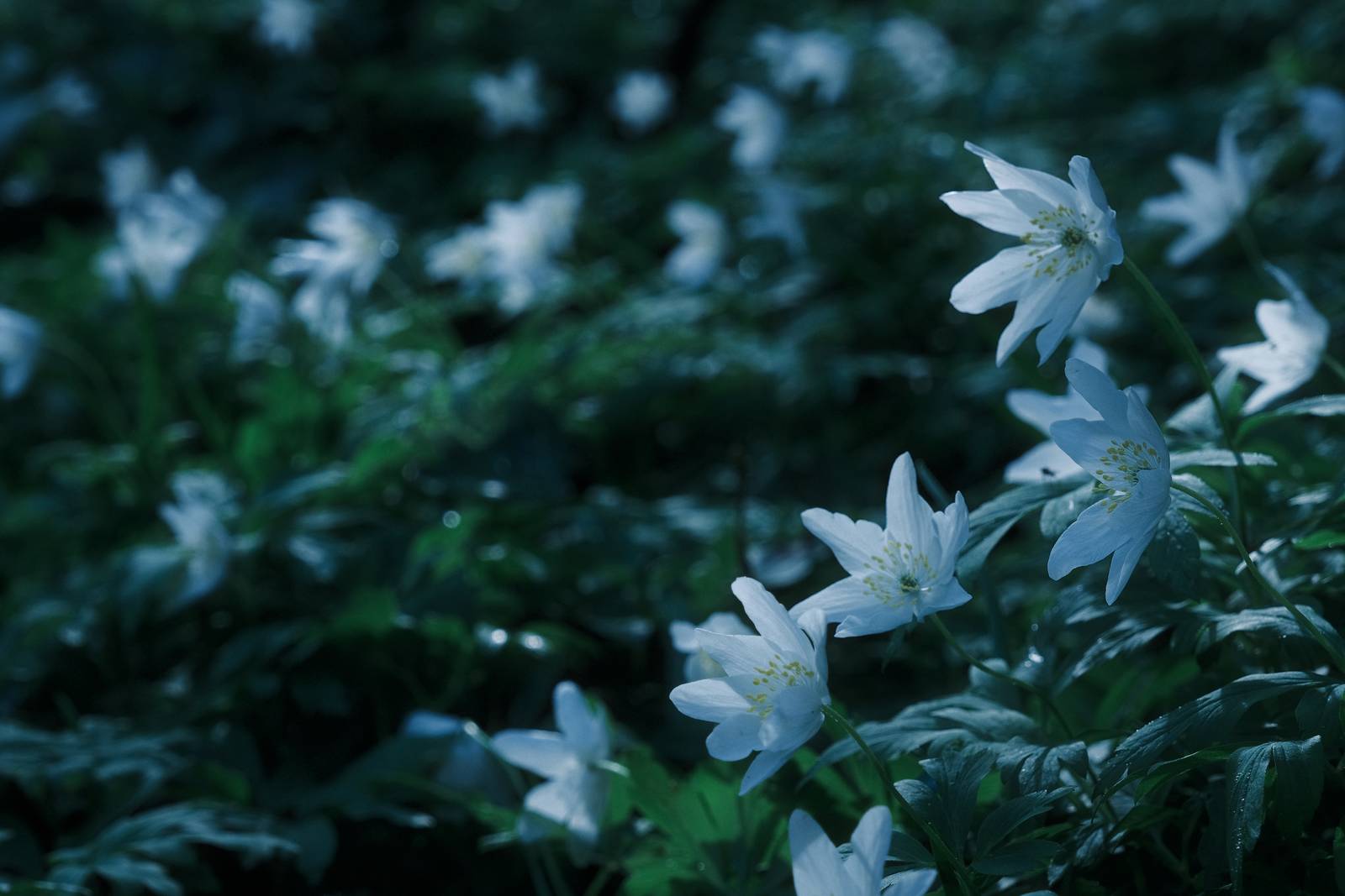 Blue Monday film recipe sample photo