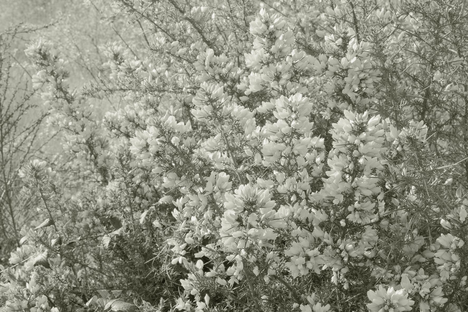 Liminal Mono film recipe sample photo