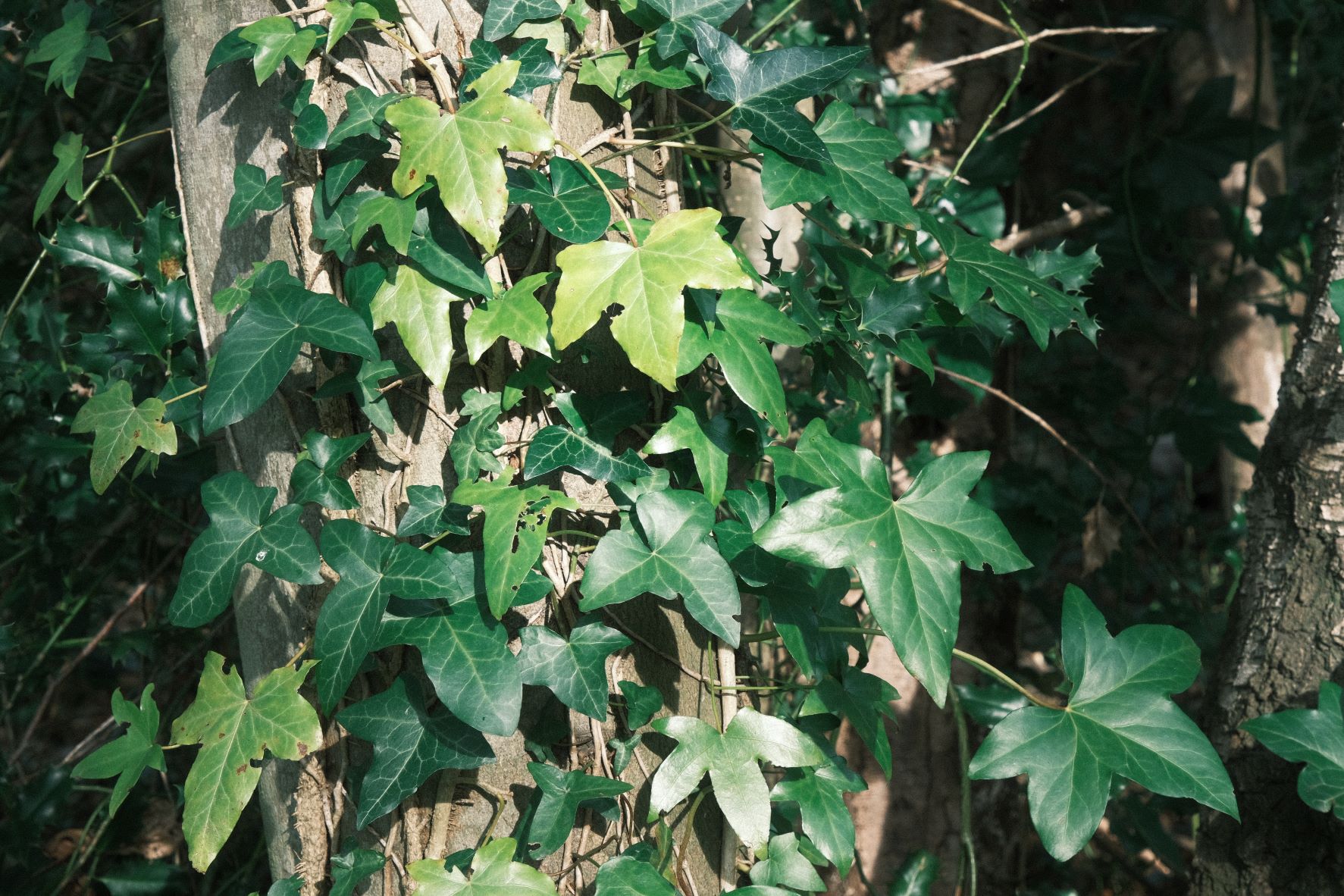 Fujicolor Superia film recipe sample photo