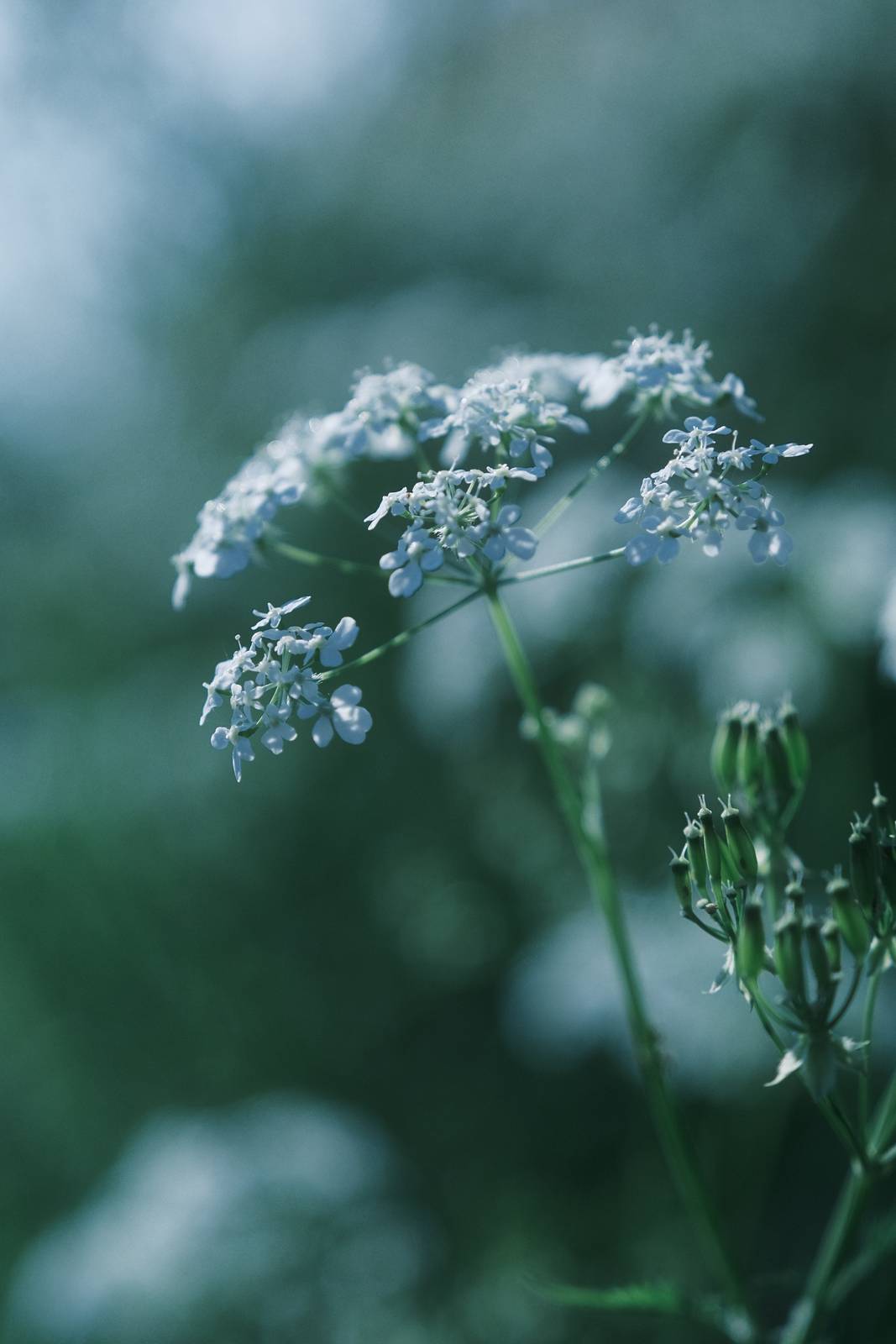 Blue Monday film recipe sample photo