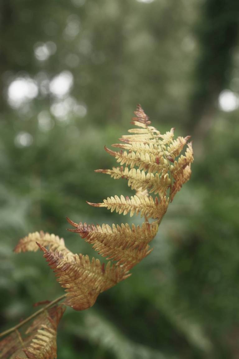 Collodion Color, Early Film Process – Film Recipes for Fujifilm Cameras