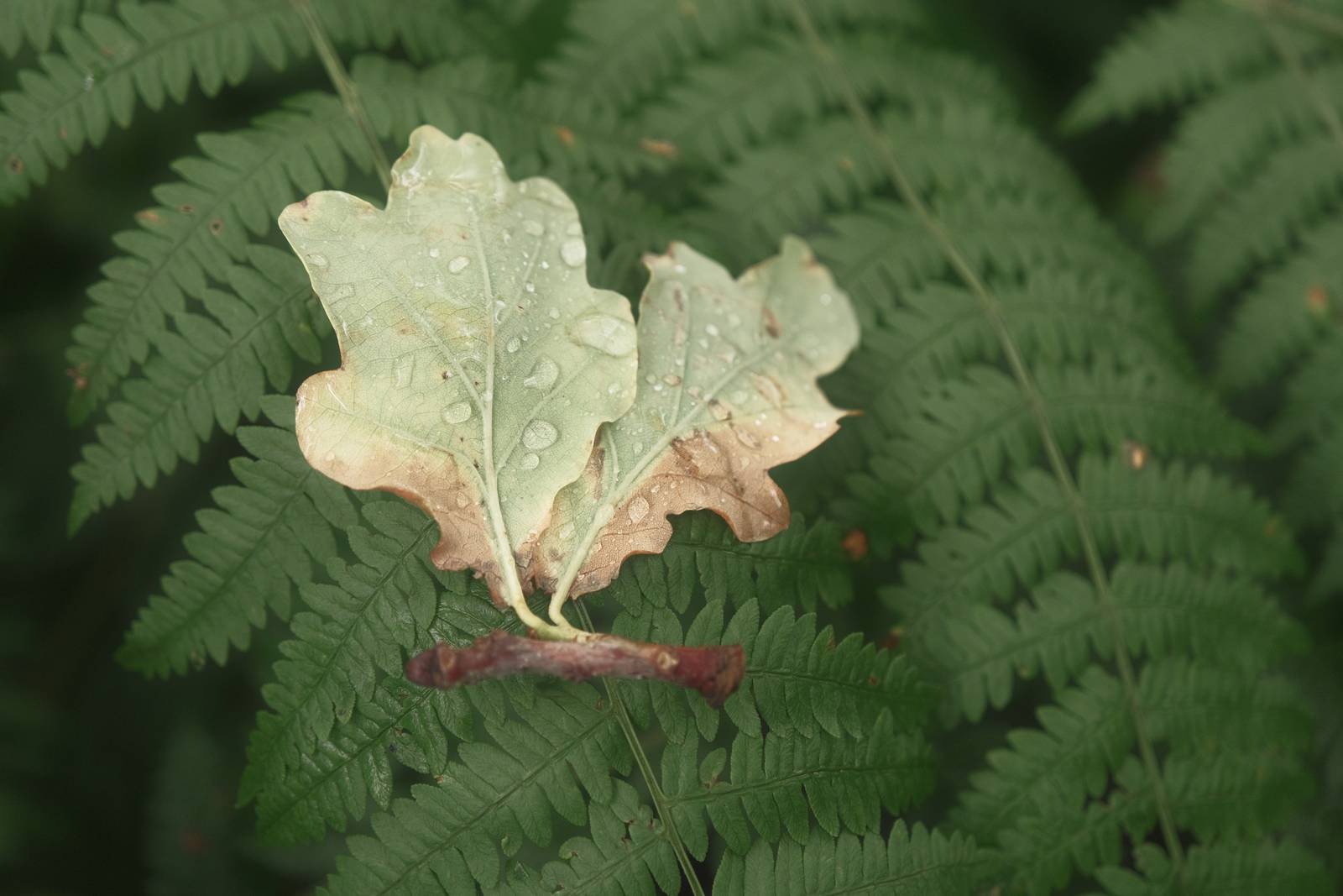 Collodion Color film recipe sample photo