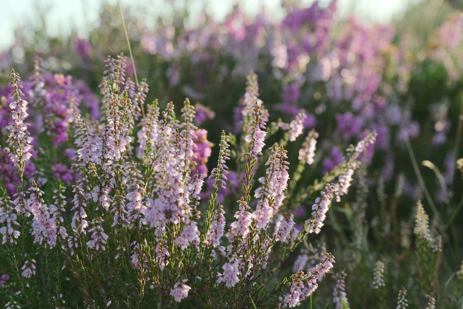 Nordic Soft film recipe sample photo
