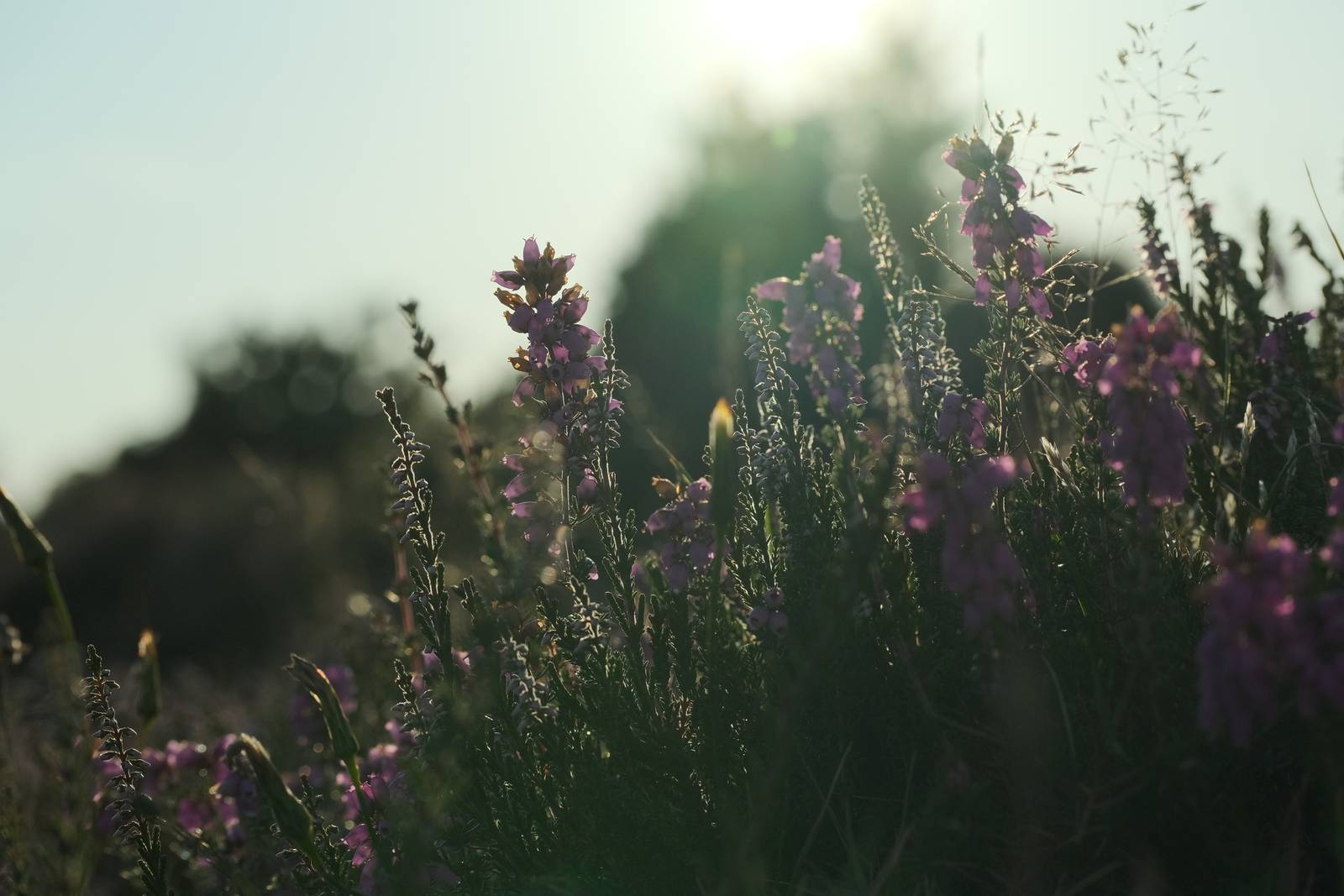 Nordic Soft film recipe sample photo