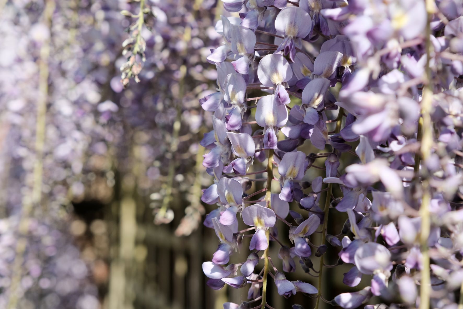 Kodachrome Daily film recipe sample photo