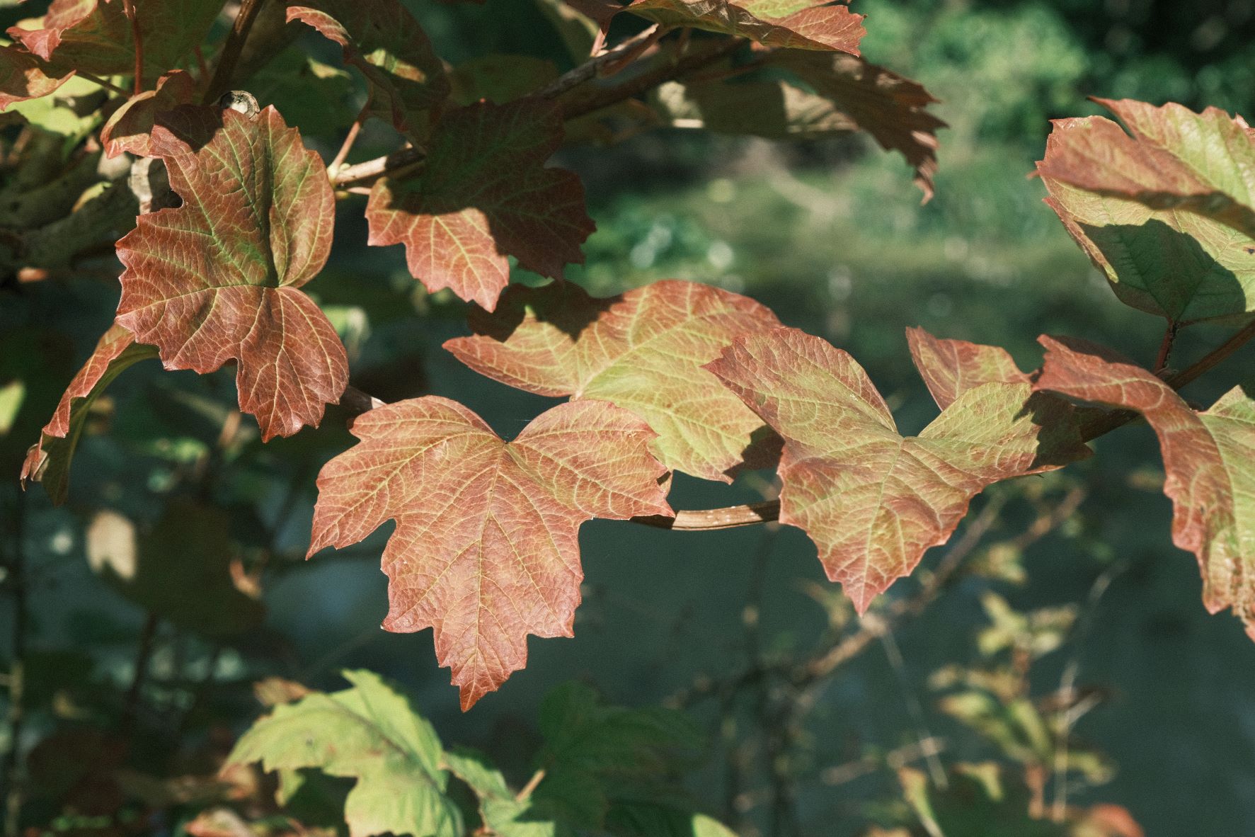 Fujicolor Superia film recipe sample photo