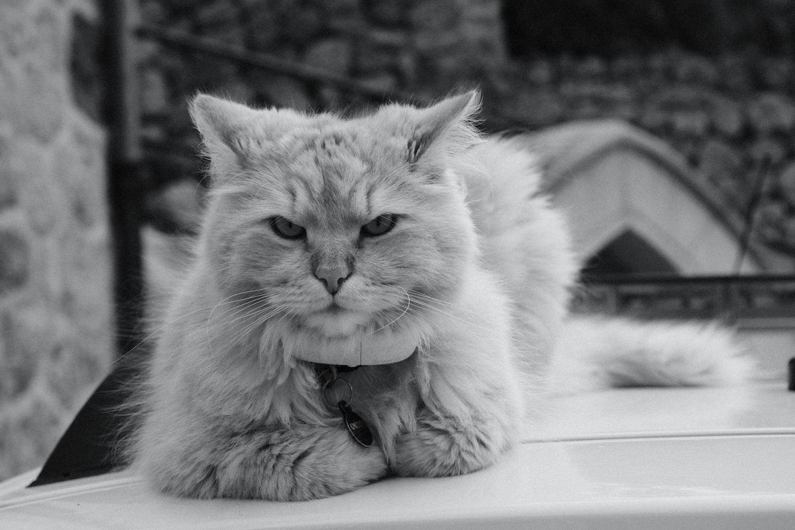 Agfa APX 400 film recipe sample photo