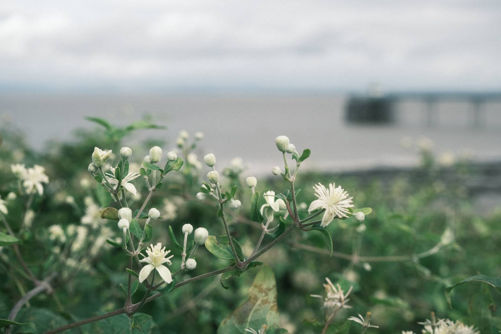 Fujicolor Superia film recipe sample photo