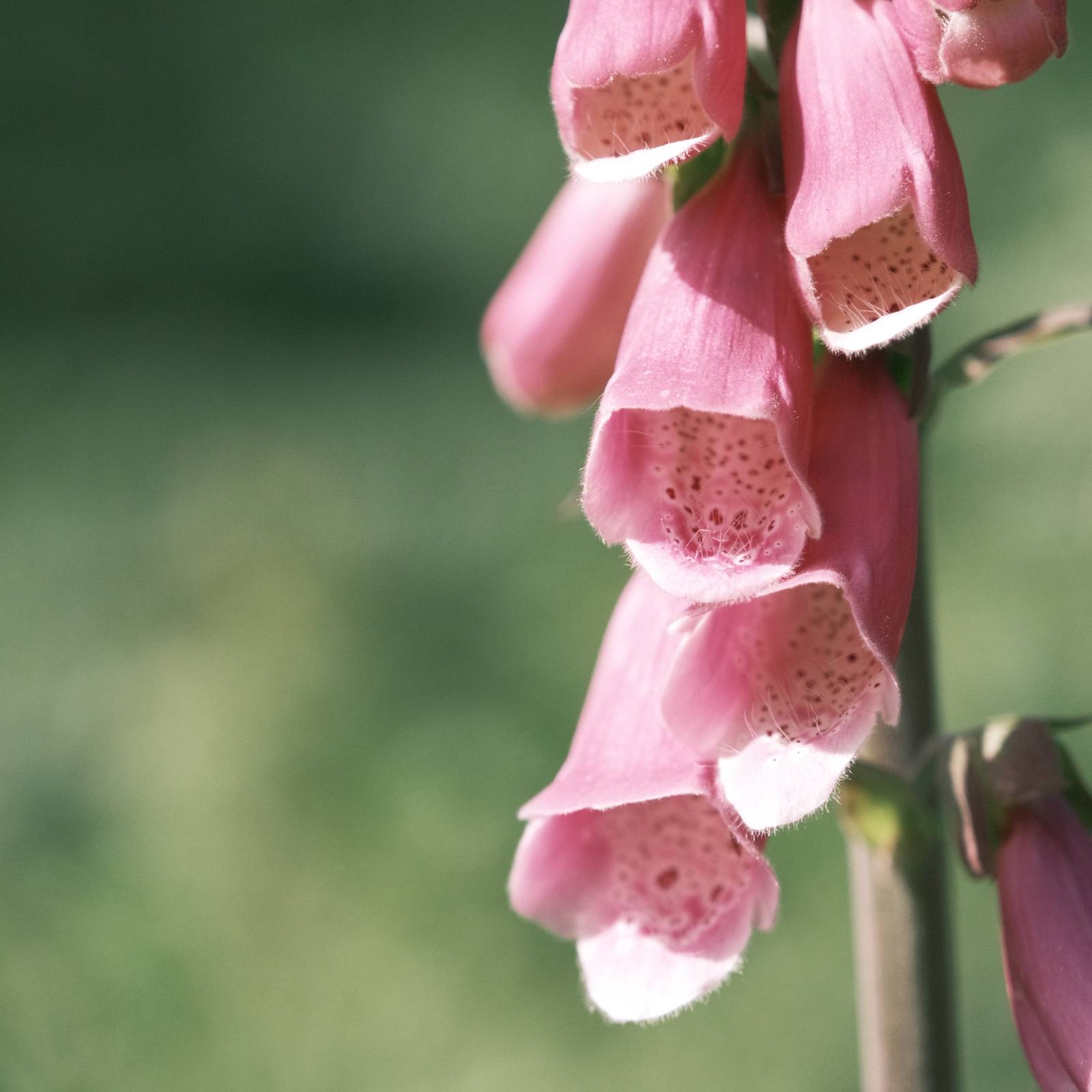 Polaroid SX70 film recipe sample photo