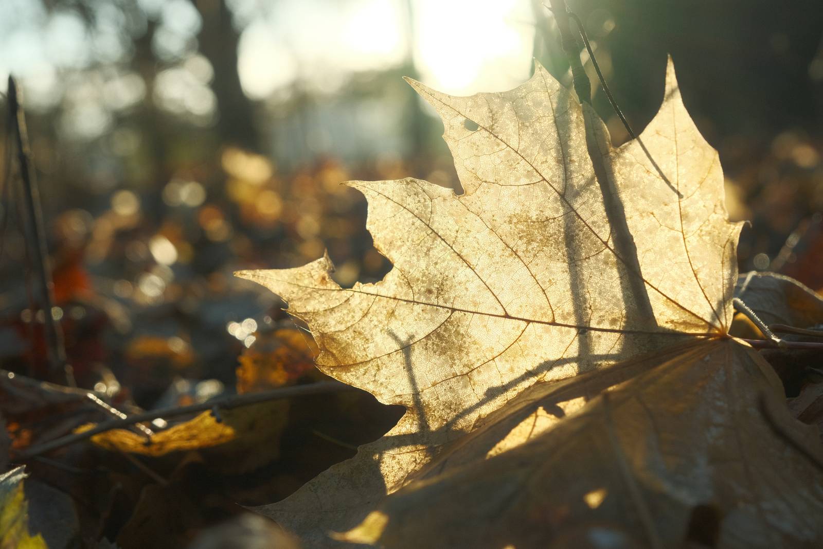 Kodak Portra 160 film recipe sample photo
