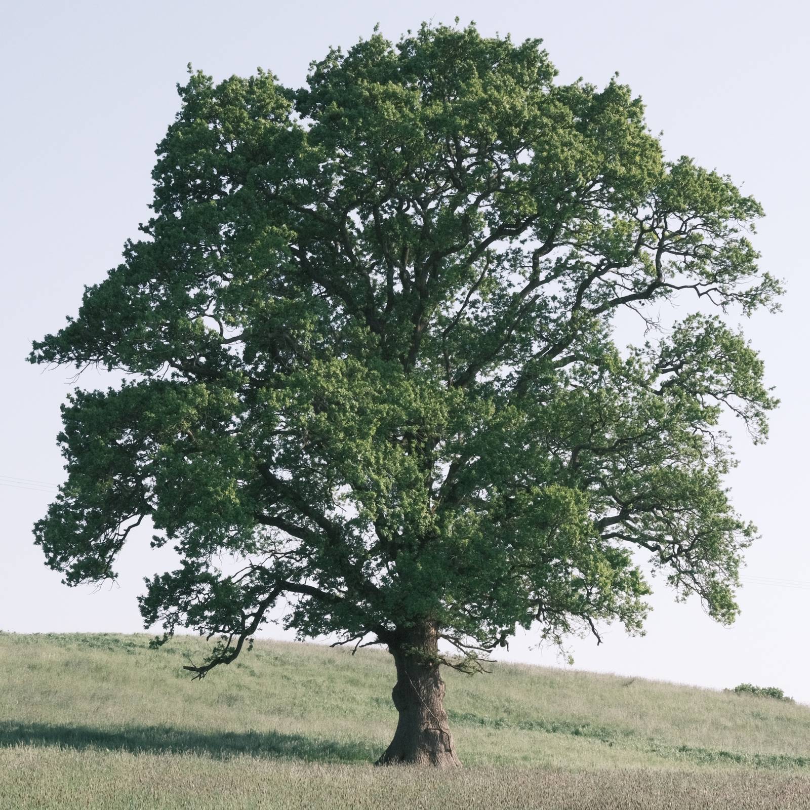 Polaroid SX70 film recipe sample photo
