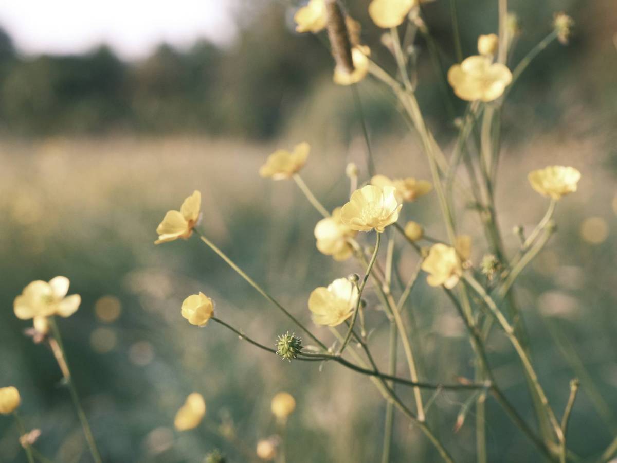 Polaroid SX70 Film&nbsp;Recipe