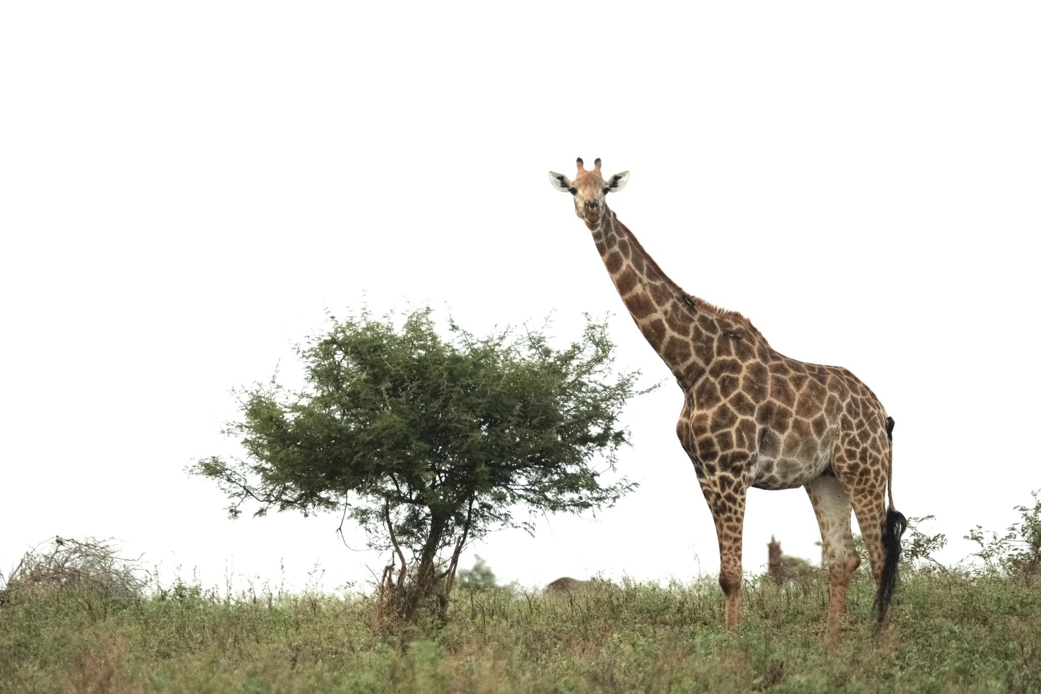 Safari Chrome film recipe sample photo
