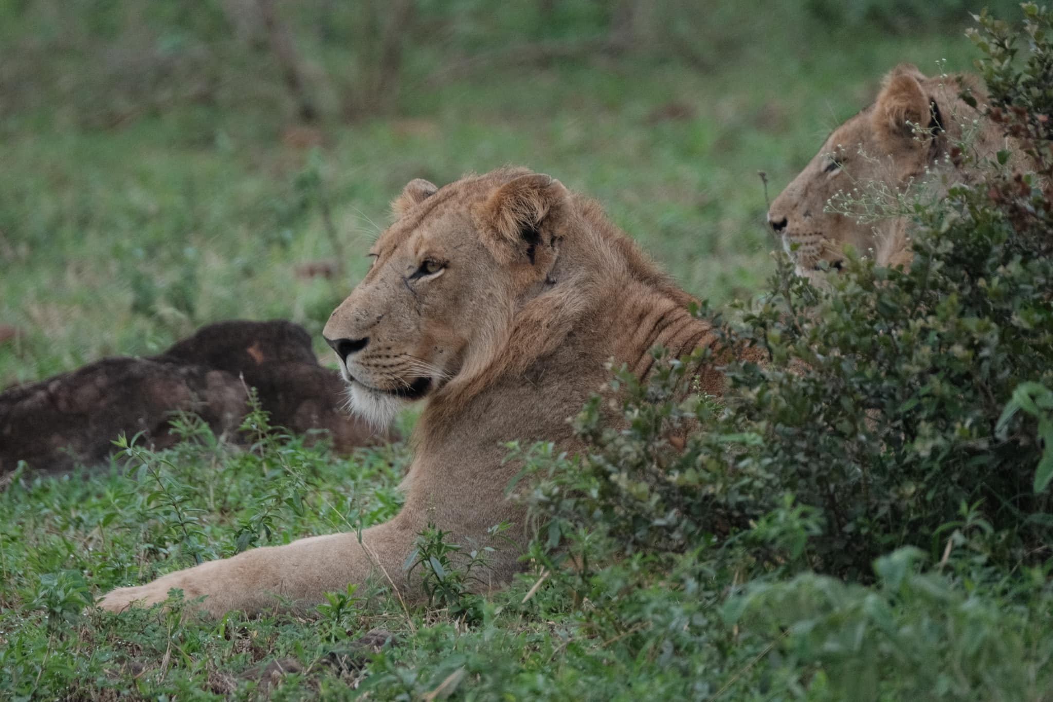 Safari Chrome film recipe sample photo