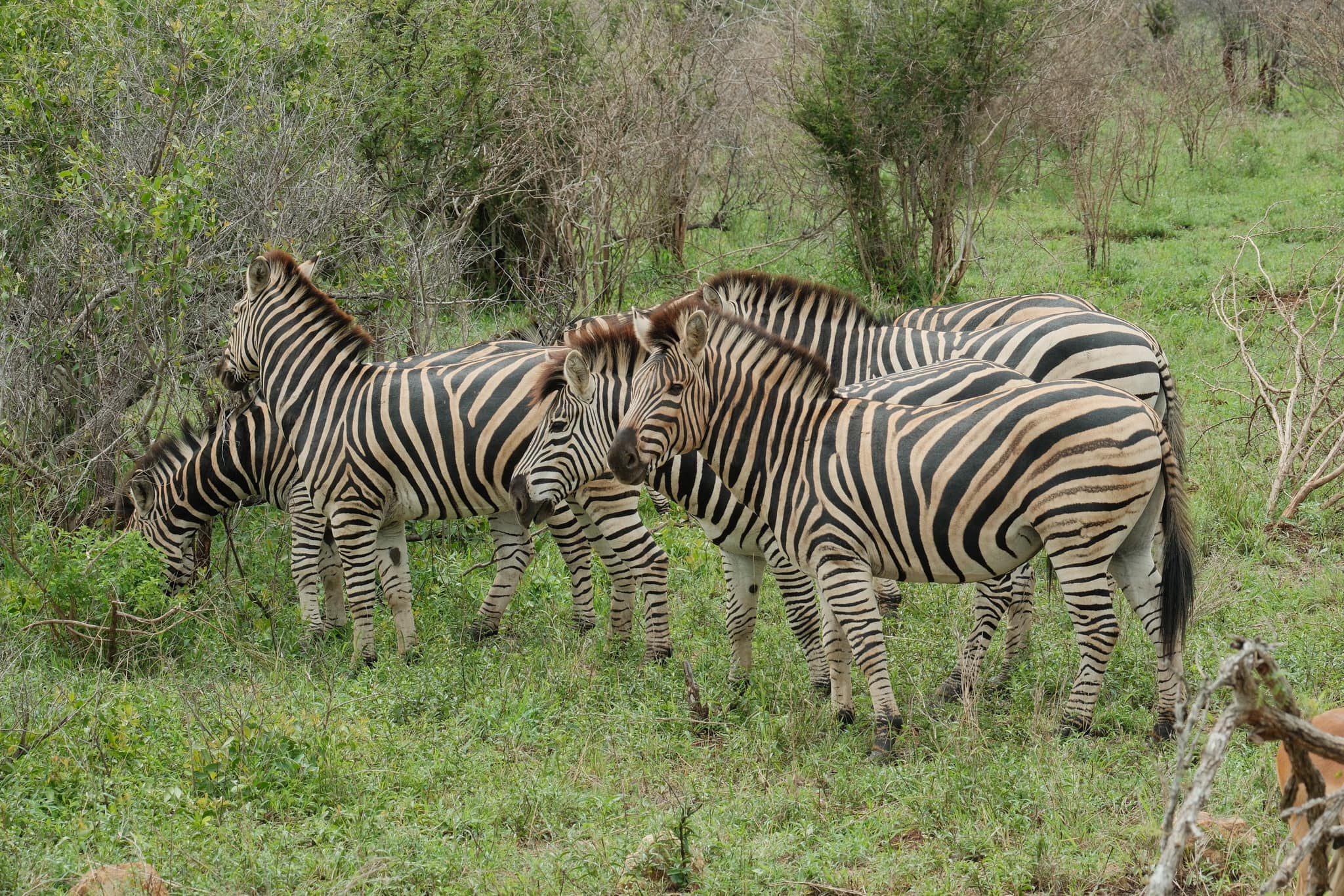 Safari Chrome film recipe sample photo