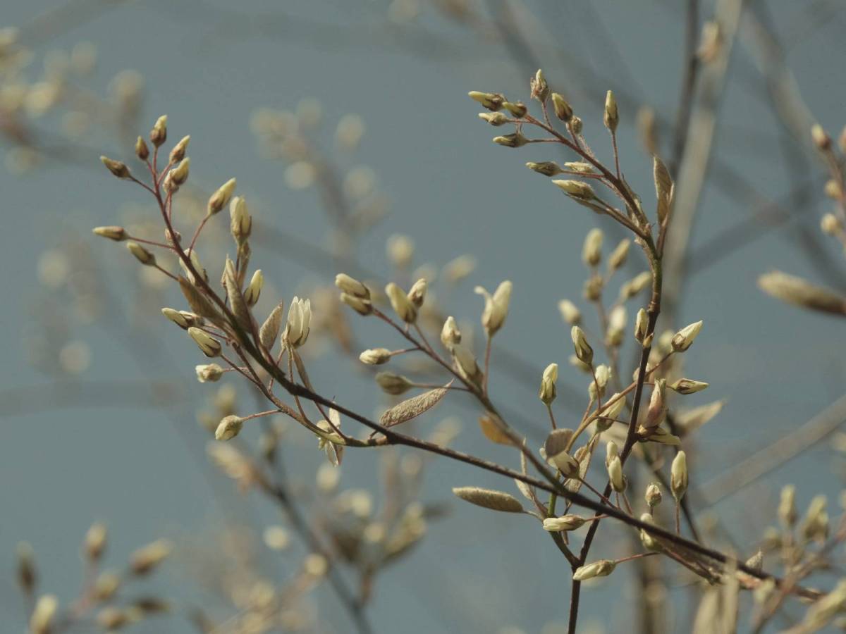 Cine Pro, Cinematic Pro Neg&nbsp;Recipe