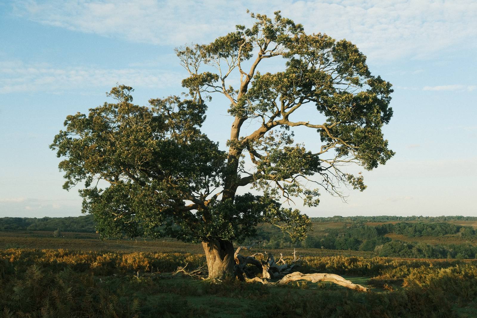 Expired Superia film recipe sample photo