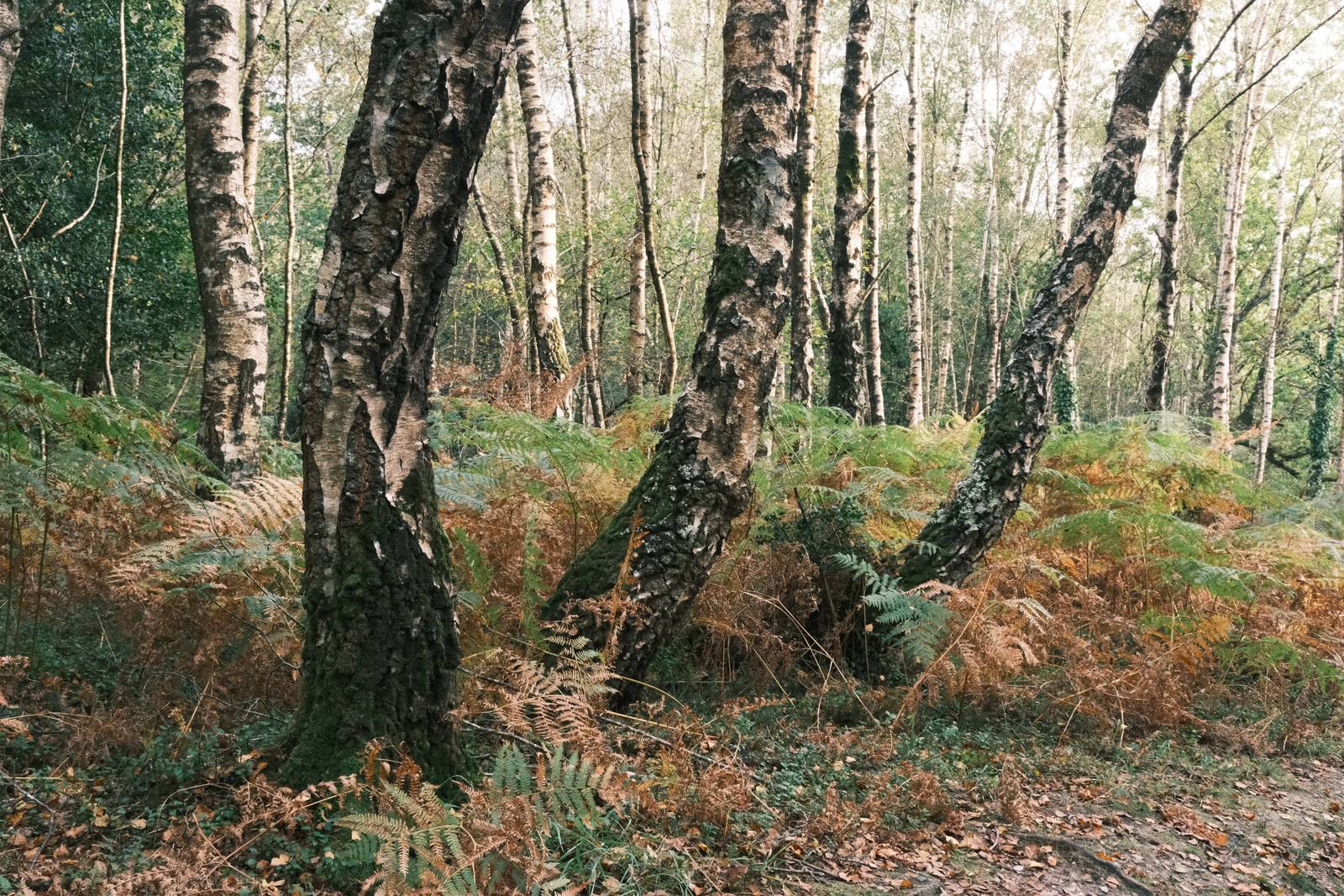 Woodland Negative film recipe sample photo
