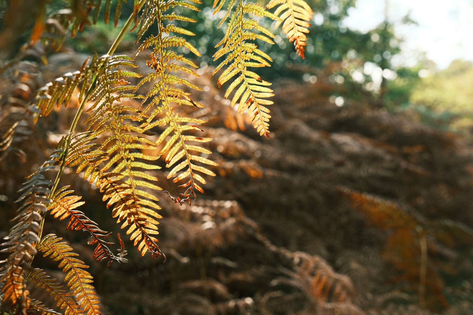 Woodland Negative film recipe sample photo