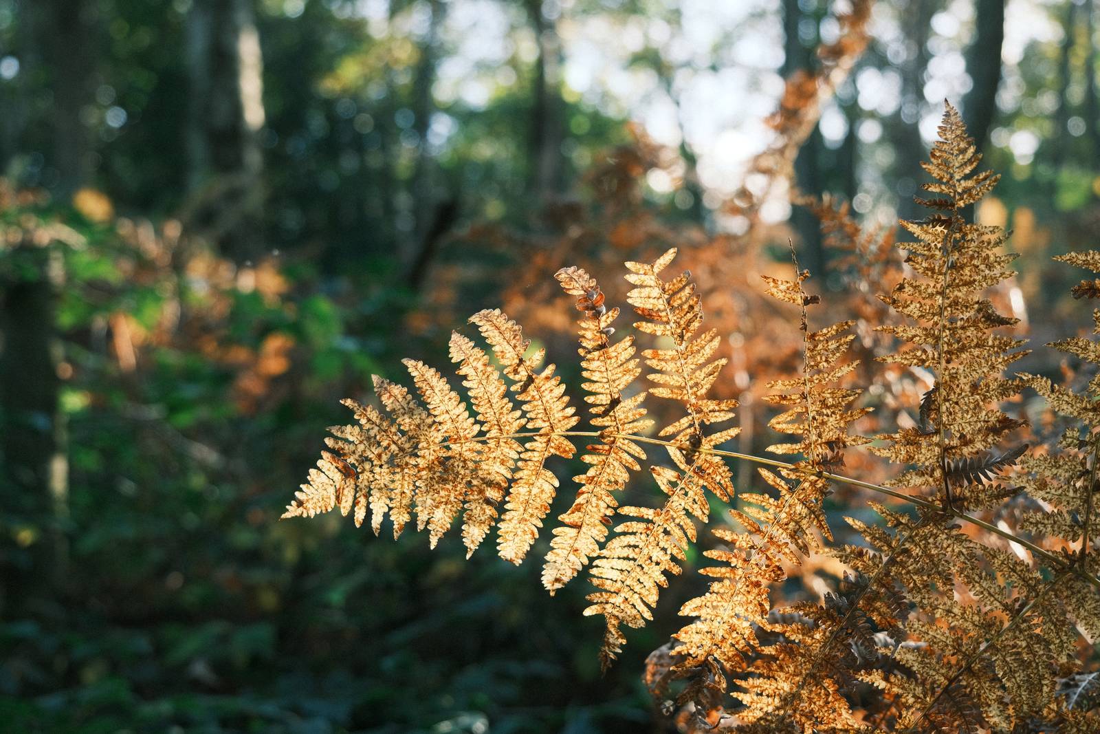 Expired Superia film recipe sample photo
