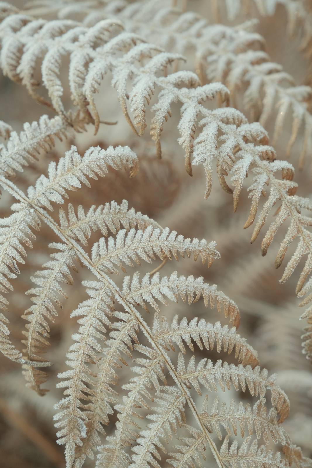 Cine Pro film recipe sample photo