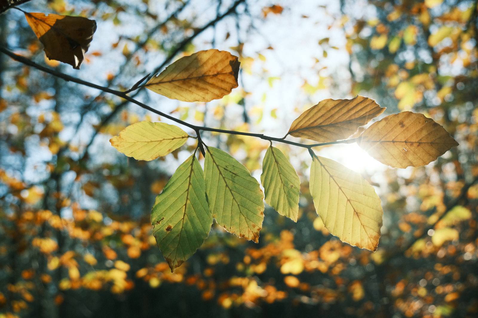 Expired Superia film recipe sample photo