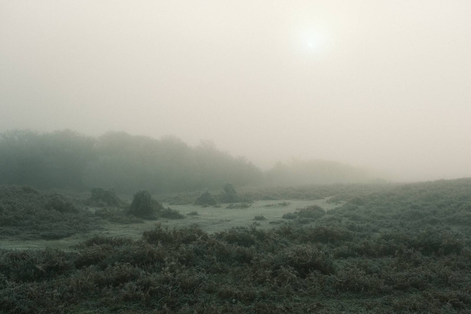 Expired Superia film recipe sample photo