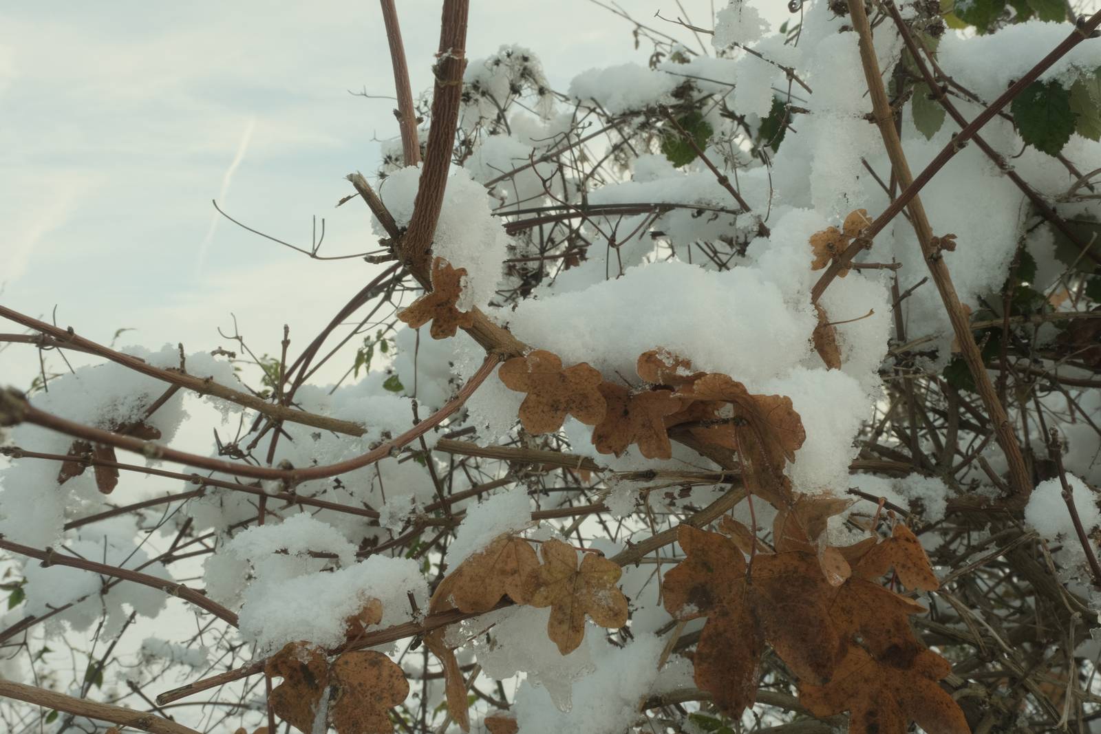 Cine Pro film recipe sample photo