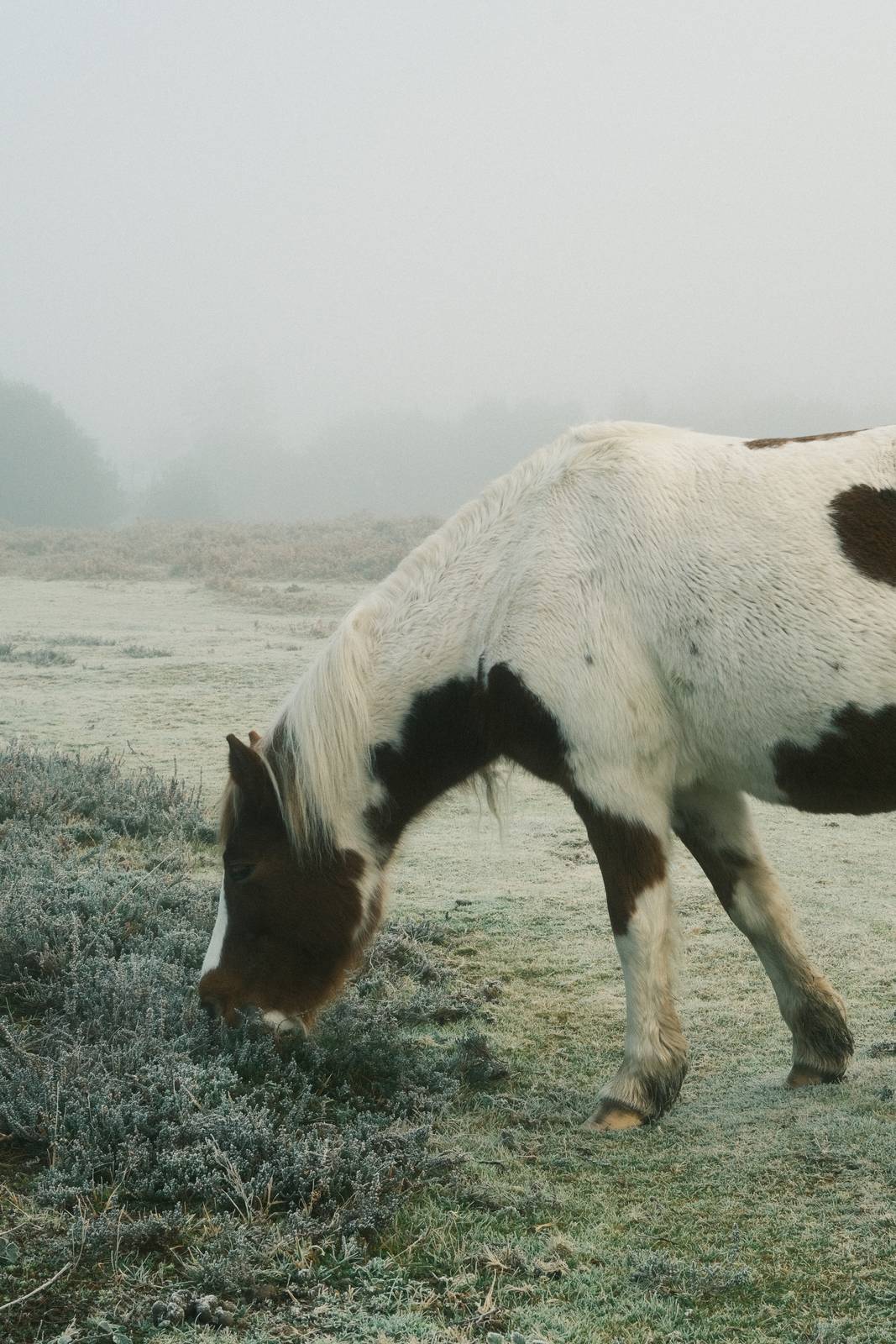 Expired Superia film recipe sample photo