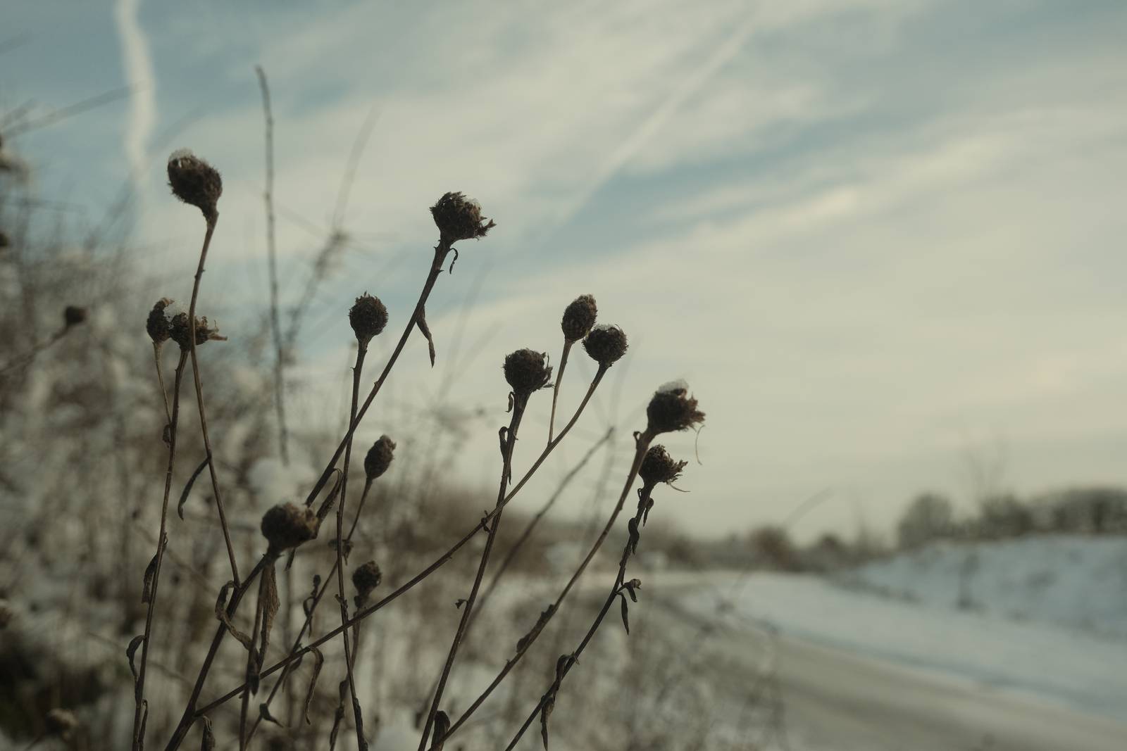 Cine Pro film recipe sample photo