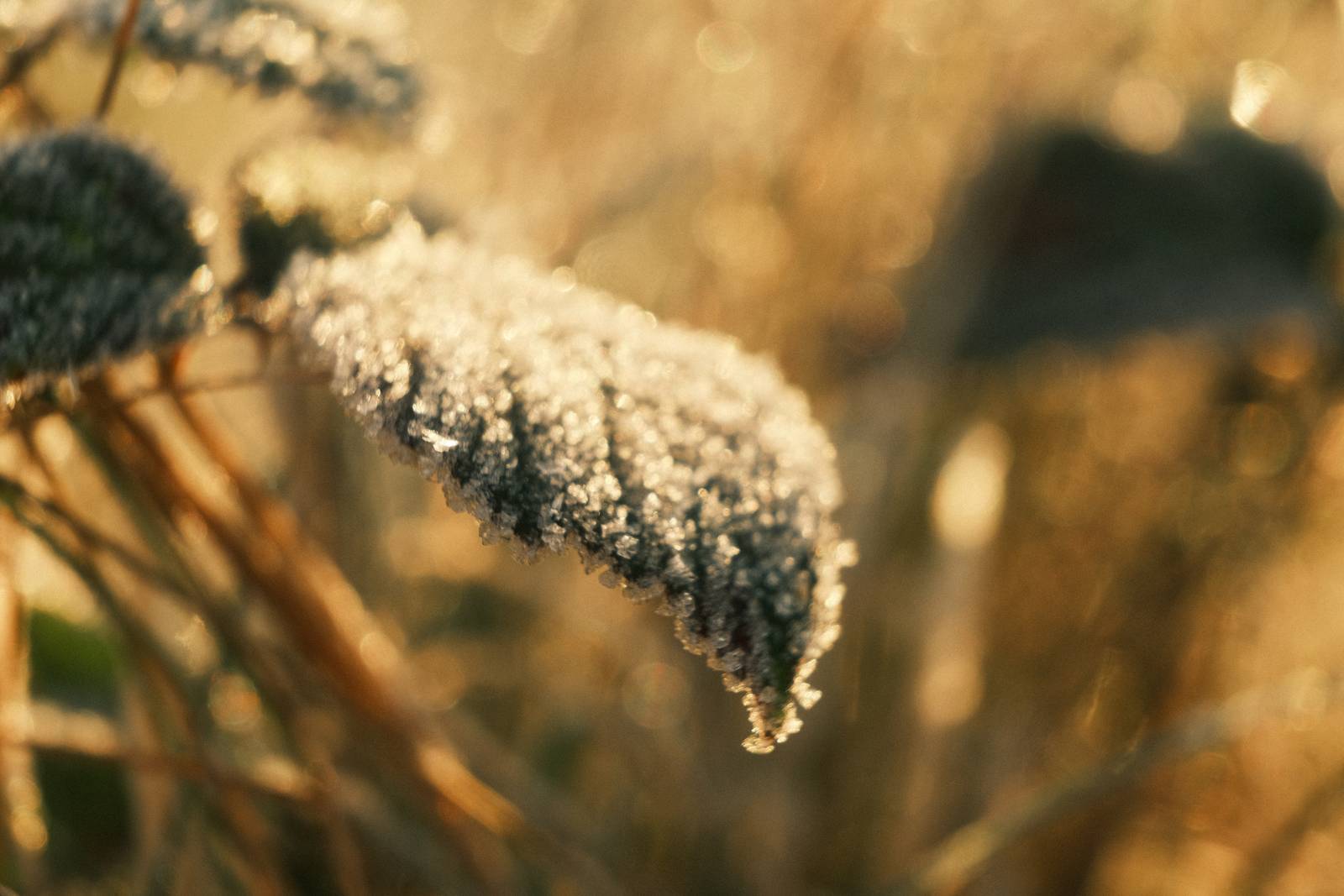 Expired Superia film recipe sample photo