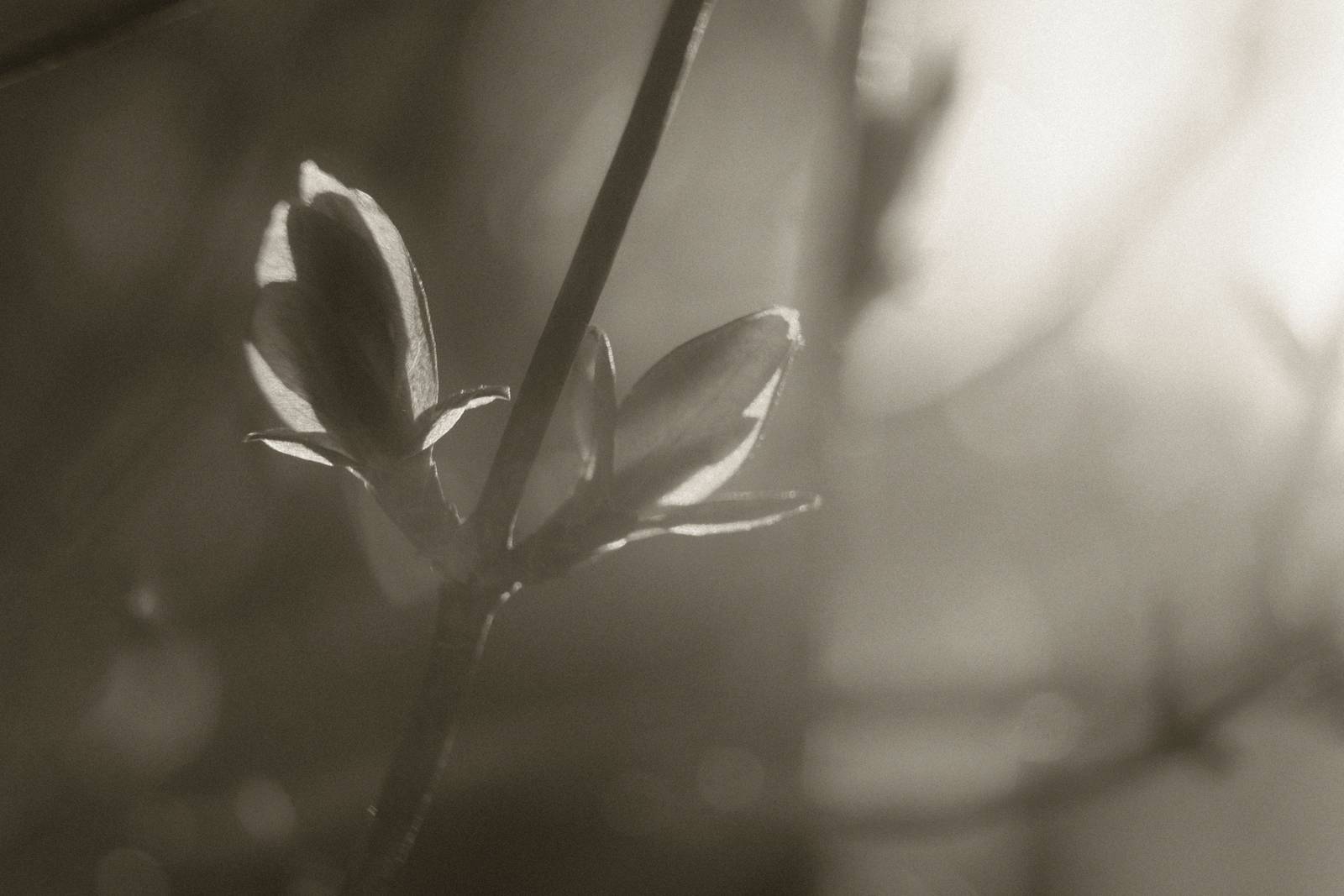 Silent Era film recipe sample photo