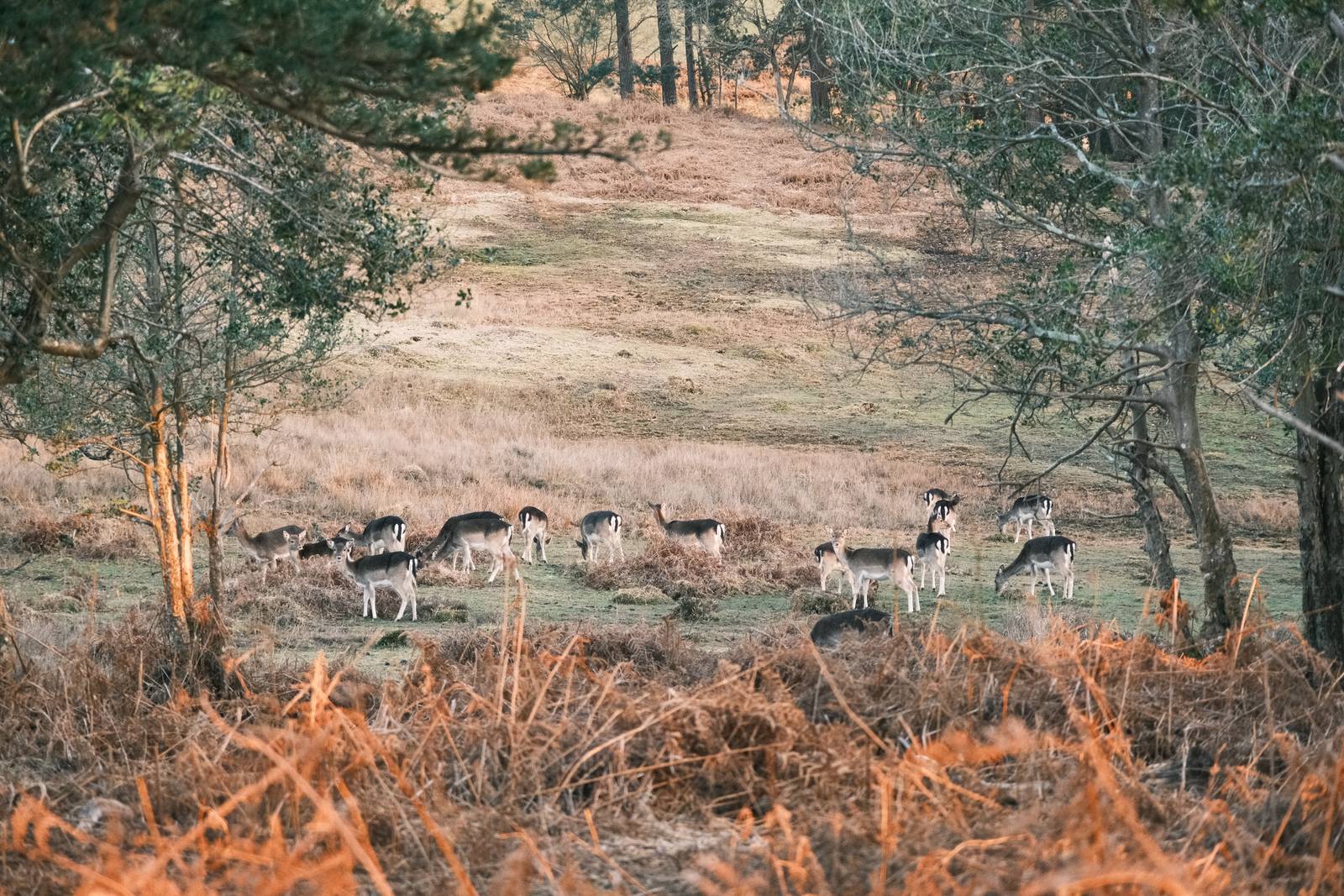 Woodland Negative film recipe sample photo