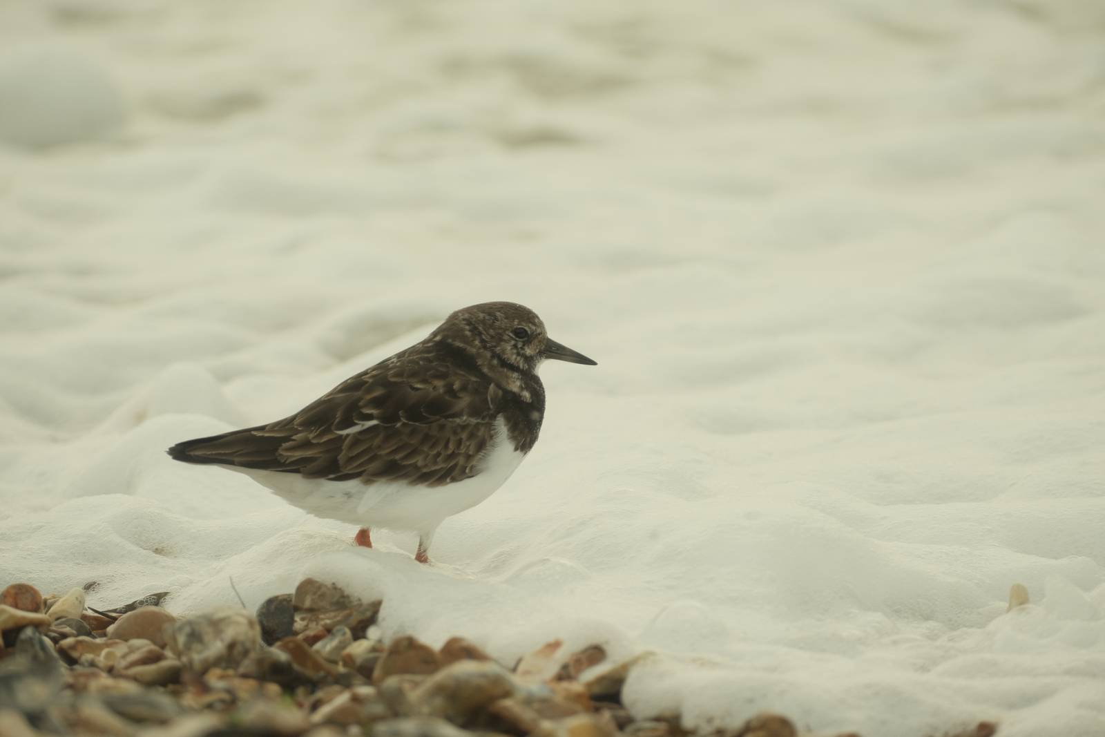 Cine Pro film recipe sample photo