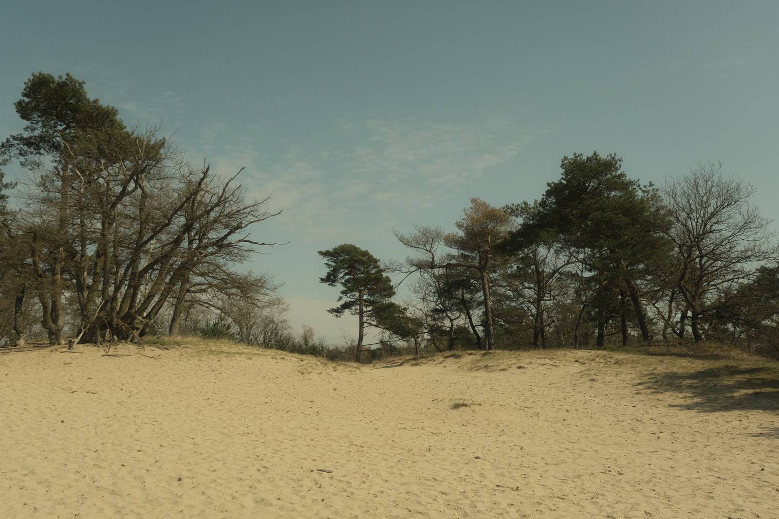 Cine Pro film recipe sample photo