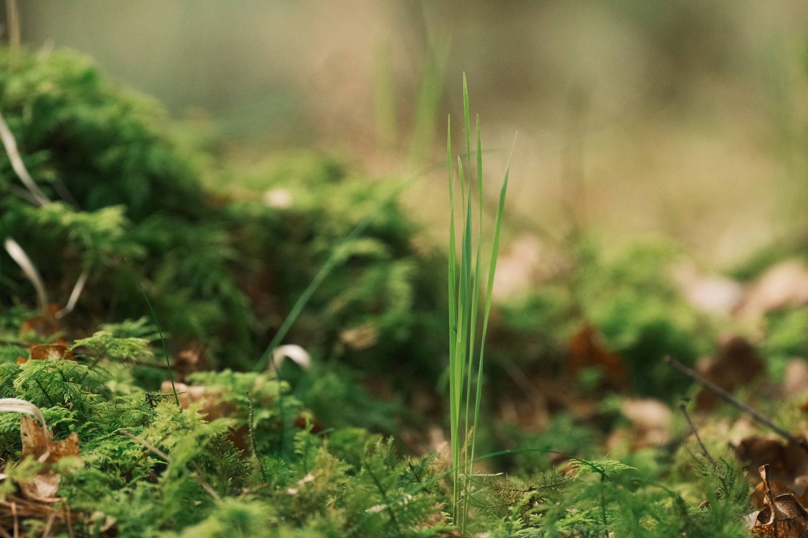 Point and Shoot 200 film recipe sample photo
