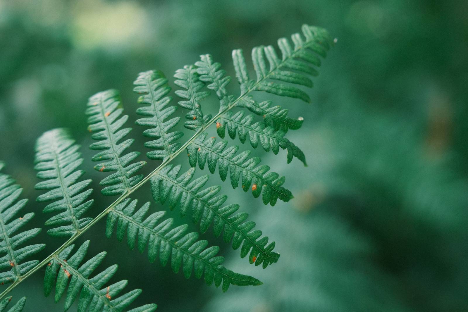 Expired Superia film recipe sample photo